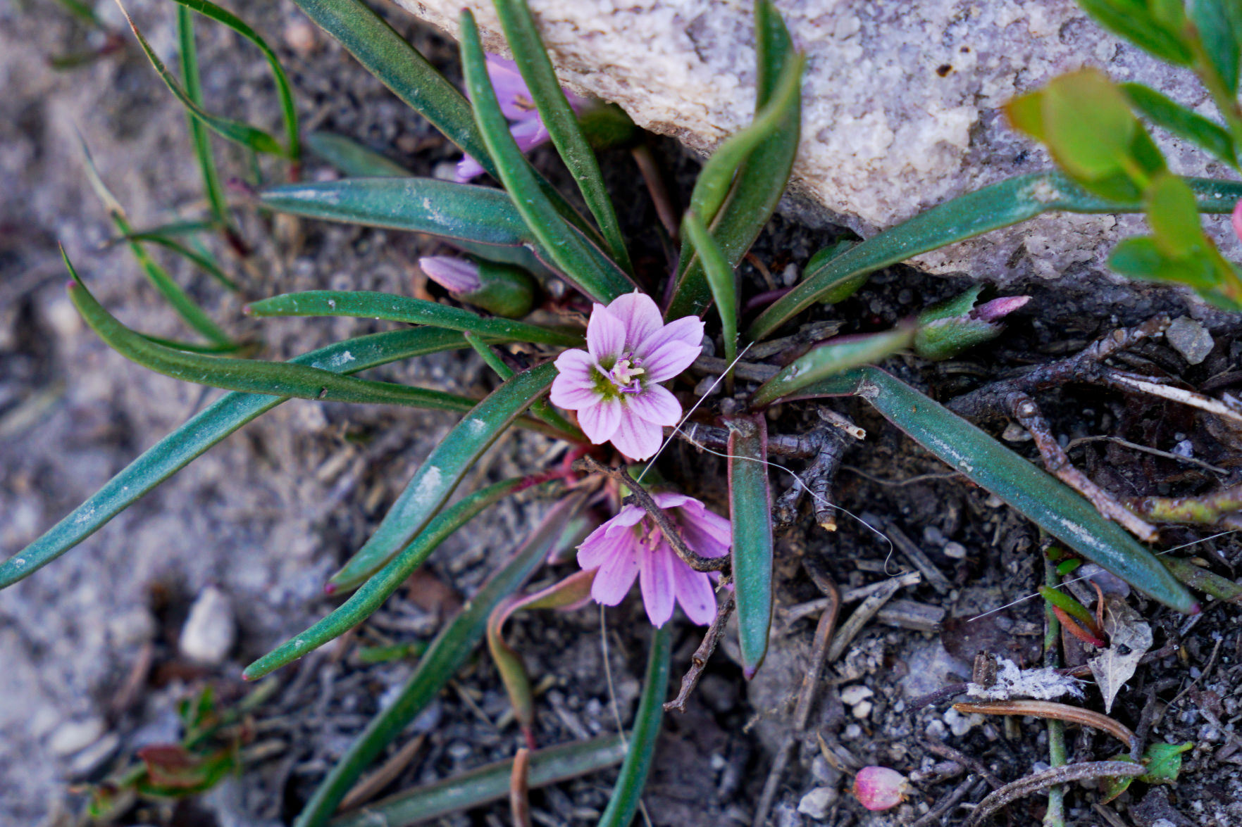 Pygmy bitterroot